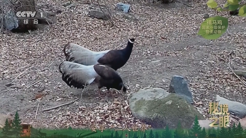 《秘境之眼》 褐马鸡 20251226