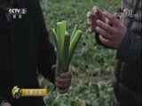 消费主张 《消费主张》 20171219 冬季养生消费调查：冬吃萝卜益为何？