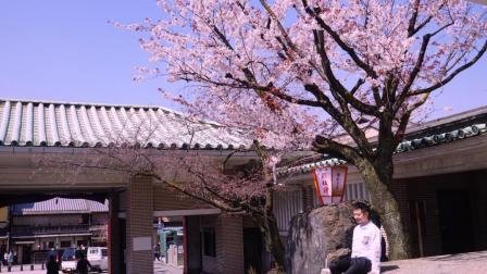 日本的国花不是樱花 你现在才知道吗