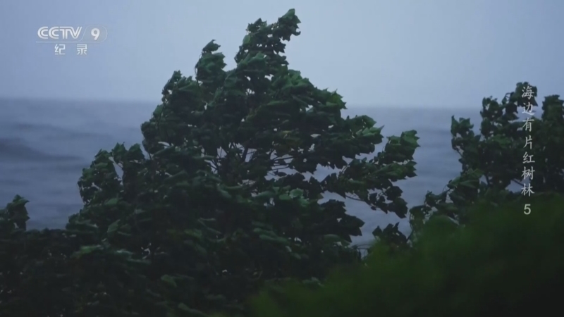 《海边有片红树林》 第5集 生生不息