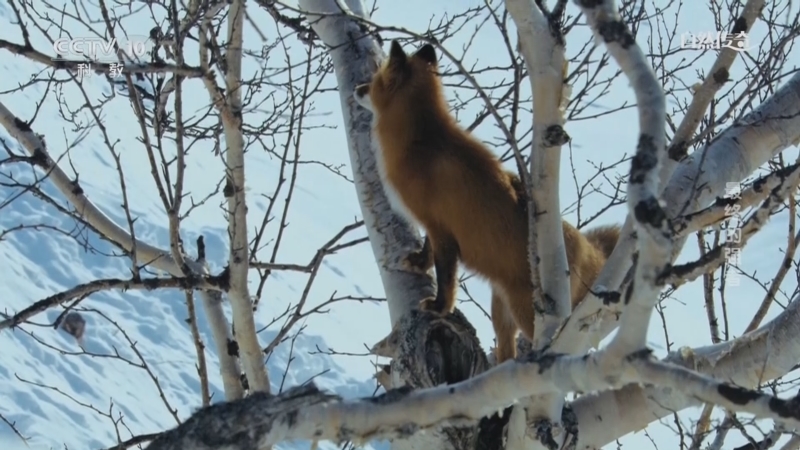自然传奇 《自然传奇》 20240621 最终的强者