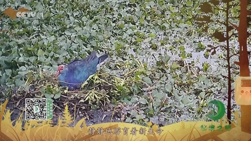 《秘境之眼》 紫水鸡 20210607