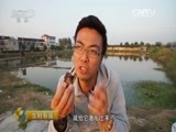 生财有道 《生财有道》 20151103 秋收系列：咱们家乡有特产——靖江香沙芋