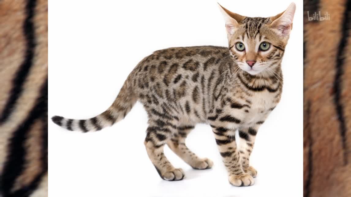 玩具虎猫英短与褴褛猫