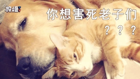 报信儿 总有刁民要害朕，想拿花花草草毒死我！