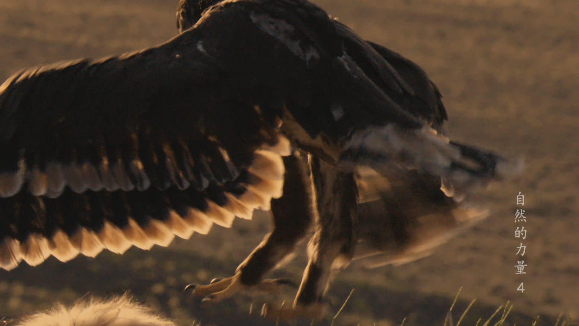自然的力量 第4集
