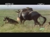 人与自然 《人与自然》 20140209 集群的奥秘-涉越险关