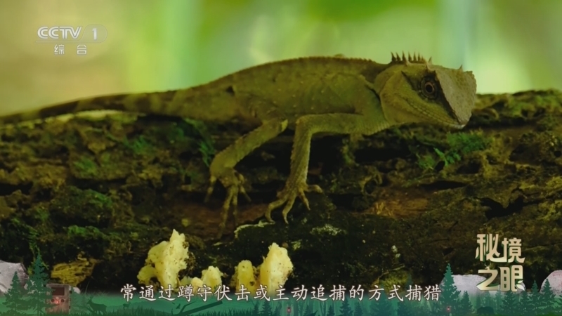 秘境之眼 《秘境之眼》 丽棘蜥 20260322
