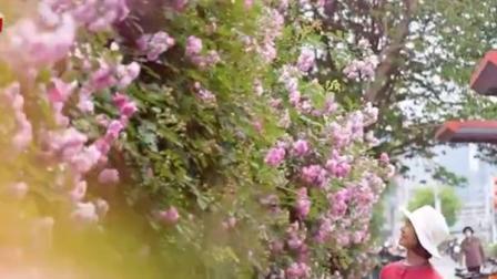 @所有人 南京万米花墙等你来打卡