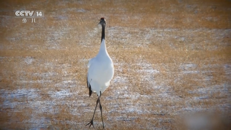 《智慧树》 20251215