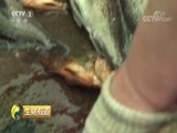 生财有道 《生财有道》 20180702 夏日经济系列：走进大连长海县