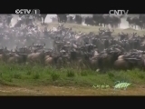 人与自然 《人与自然》 20140408 自然故事 飞越彩虹—踏上征程