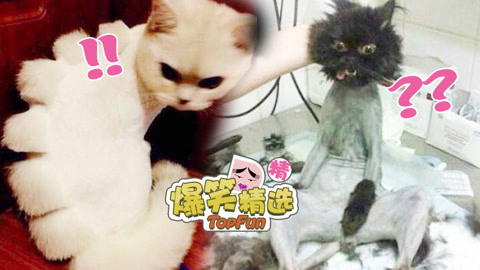 爆笑精选 惹不起的喵星人傻缺时刻，会跳Poppin也会犯二
