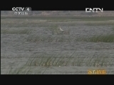 远方的家 《百山百川行》特别节目 水美鱼鲜《远方的家》 20130816