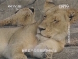 自然传奇 《自然传奇》 20140429 与危险捕食者较量