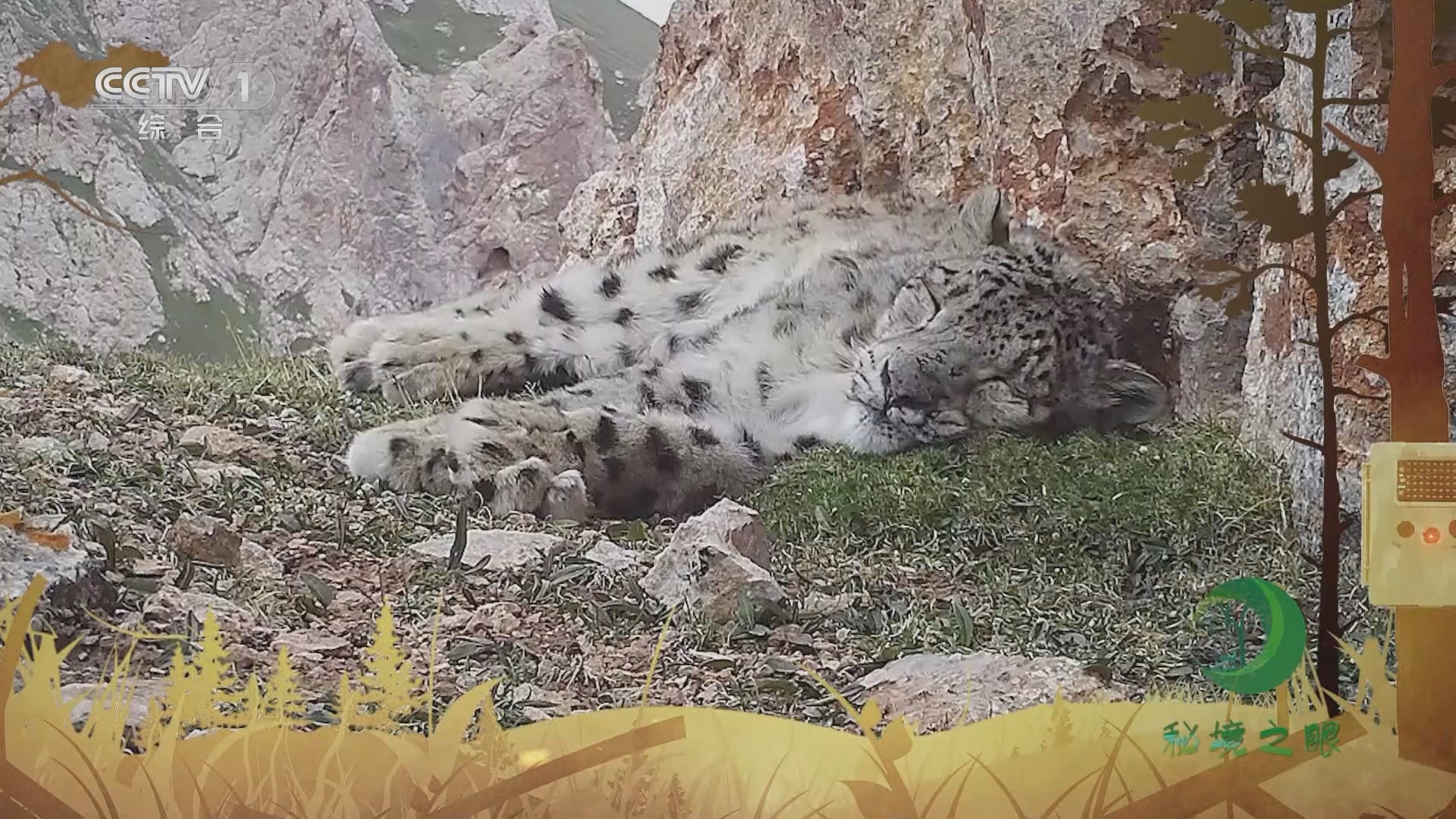 秘境之眼 《秘境之眼》 雪豹 20230828