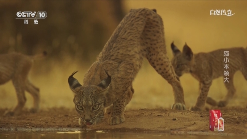 《自然传奇》 20251122 猫小本领大