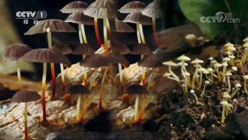 人与自然 《人与自然》 20200309 苏格兰荒野探秘——海岸为家