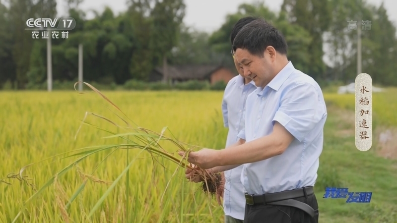 我爱发明 《我爱发明》 20221012 水稻加速器