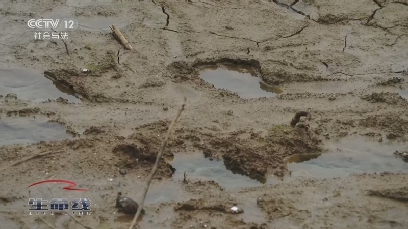 《生命线》 20260402