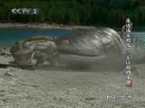动物世界 动物世界 2010年 第166期