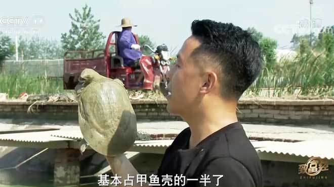 《致富经》 20210822 泥塘黑黑 财富金黄