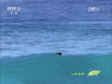 人与自然 《人与自然》 20141009 自然发现：南太平洋——漂流者的天堂（下）
