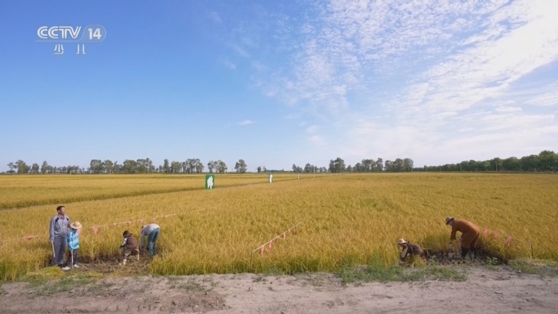 《智力快车》 20251223 神奇黑土地 丰收帮帮忙