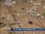 生财有道 《生财有道》 20131118 千万外债引发的高原传奇