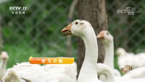 致富经 《致富经》 20190827 老马识鹅