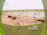 走近科学 《走近科学》 20170308 变废为宝新农业