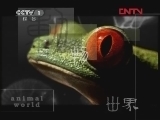 动物世界 《动物世界》 20120323