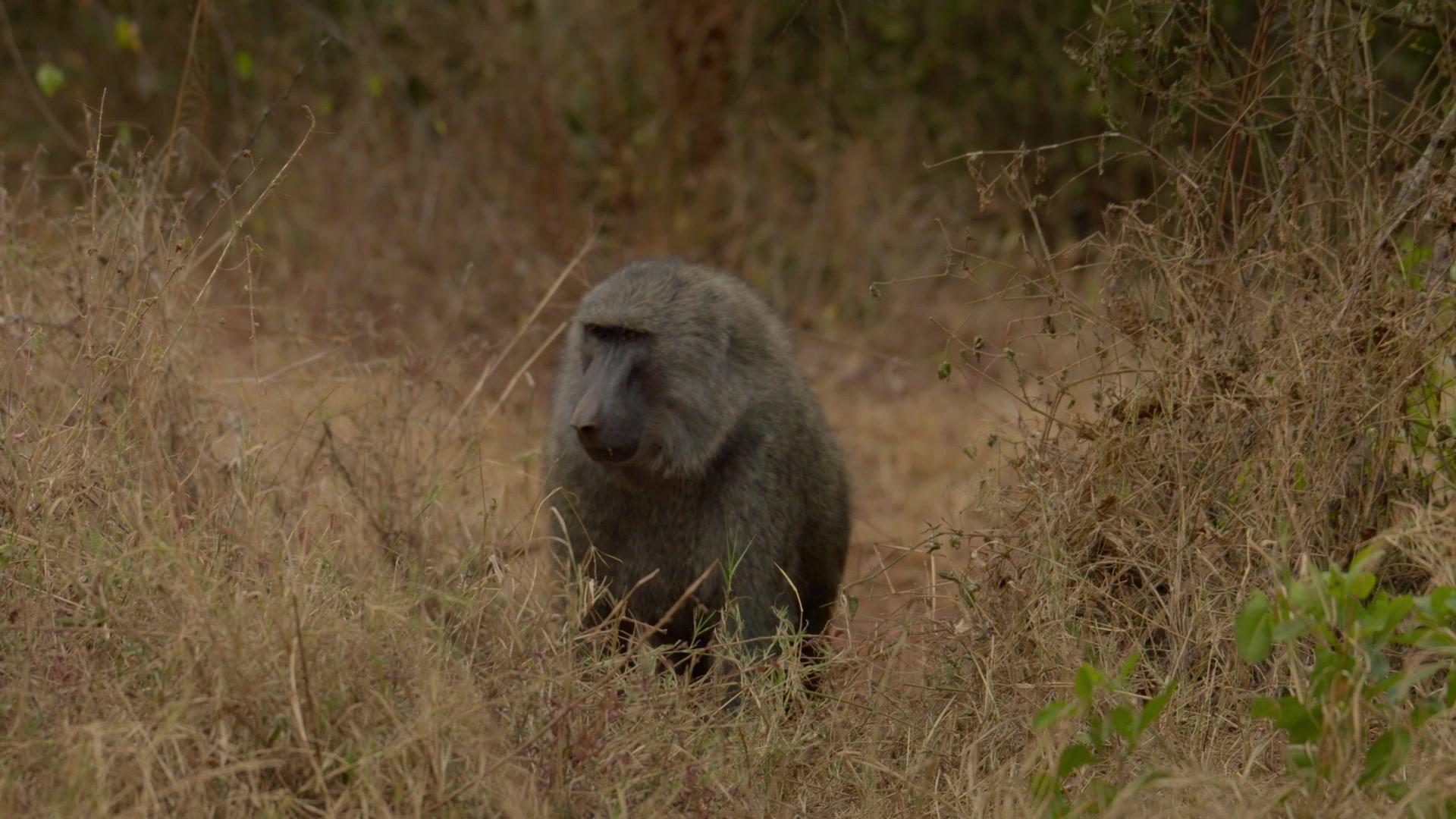 非洲隐密珍宝第一季 第1集