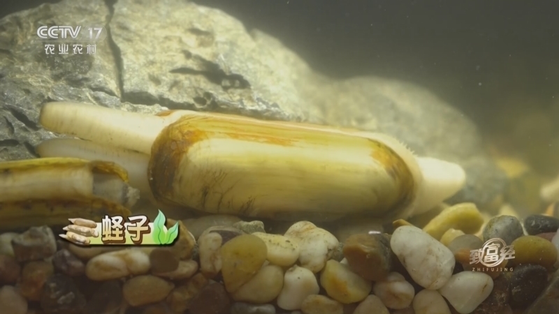致富经 《致富经》 20230414 长街蛏子身价增