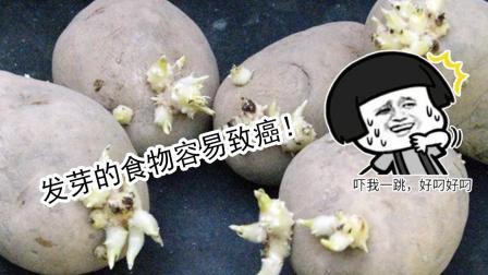 聊斋怪谈 发芽的食物都有毒发芽土豆不能吃但它发芽