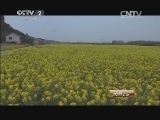 消费主张 《消费主张》 20150413 春韵夏风——花瑶婚事