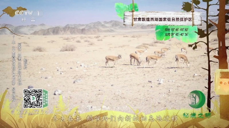 秘境之眼 《秘境之眼》 岩羊/野骆驼/ 鹅喉羚/蒙古野驴 20221001