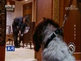 天网 《天网》 20180219 警花与警犬