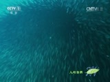 人与自然 《人与自然》 20151028 自然发现：大潮水（下）