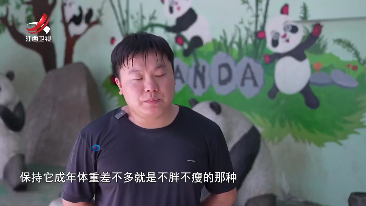社会传真 熊猫“美灵”的幸福生活
