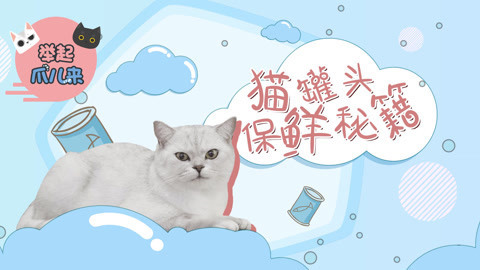 举起爪儿来 猫咪罐头保鲜秘籍