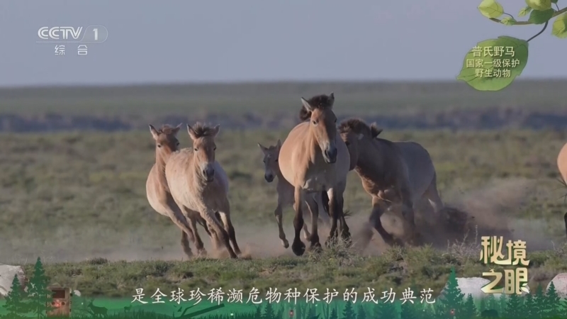 秘境之眼 《秘境之眼》 普氏野马 20260403