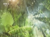 人与自然 《人与自然》 20161227 勇闯鳄鱼潭（下）