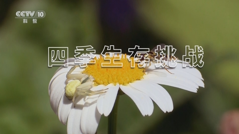 自然传奇 《自然传奇》 20250810 四季生存挑战
