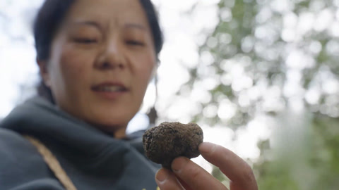 黑松露解锁山野鲜味 石板香煎出烟火人间
