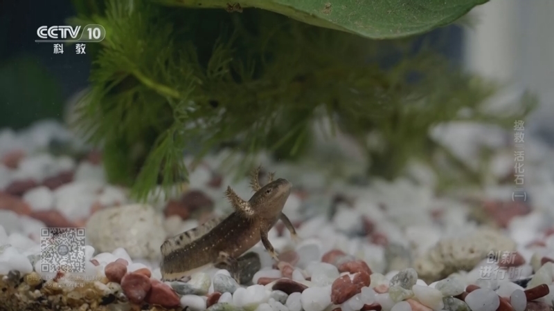 《创新进行时》 20251027 拯救“活化石”（一）