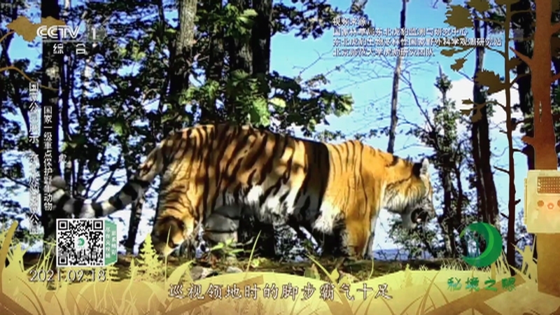 《秘境之眼》 豹/野猪/马鹿/虎 20211014