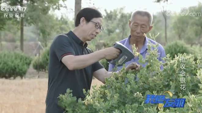 我爱发明 《我爱发明》 20200512 抢收金银花