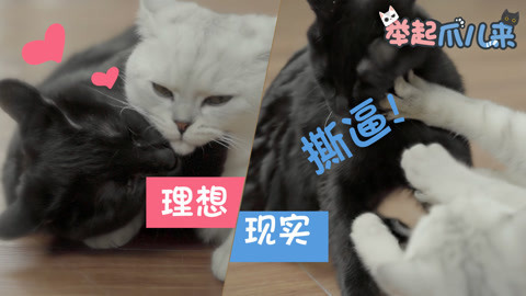 举起爪儿来 铲屎官的理想与现实