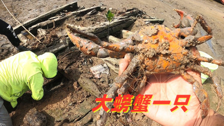 思乡渔夫 古沉船下有沙土翻出太诱人，渔夫凭洞口断定有大货，盘了